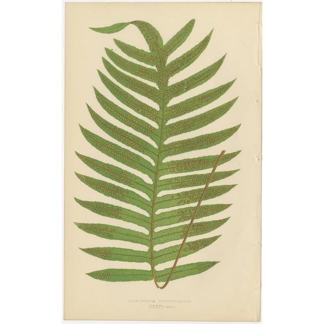 Edward J. Lowe, Ferns, 1856, Lithographs, Set of 10 For Sale - Image 10 of 14