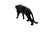 Black Resin Panther Spirit from Richard Orlinski For Sale - Image 6 of 9