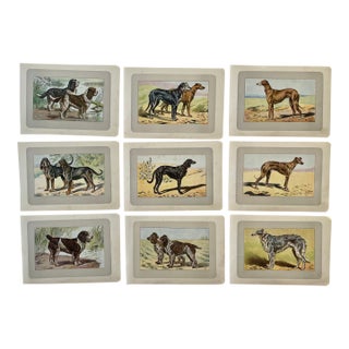 1907 French Photogravure Prints - Collection of Nine Hunting Dogs #1 For Sale
