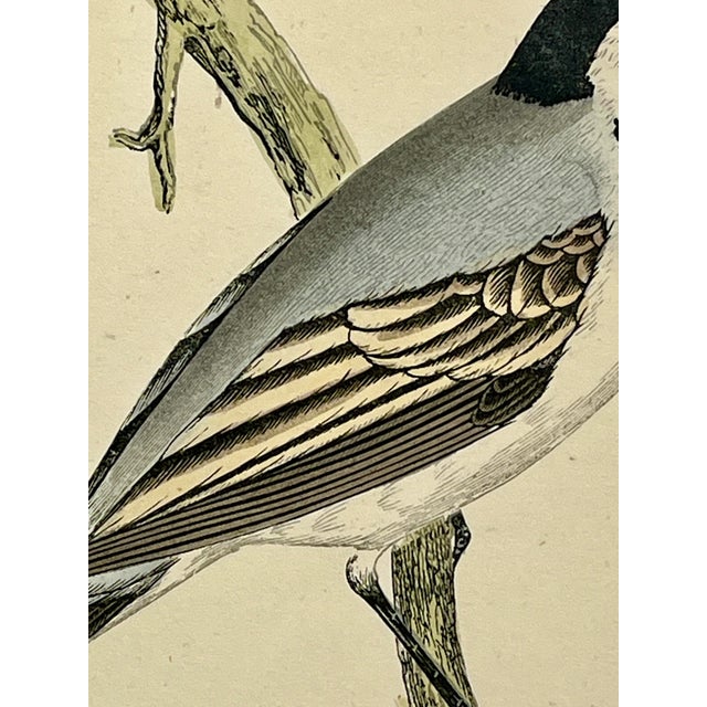 Antique Hand Tinted Bird Print From England Featuring a White Wagtail With Grey & Black Accents - Circa 1880 For Sale In Dallas - Image 6 of 11