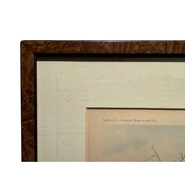 Original 1881 Chromolithograph of Pointer Dog "Wagg" From Cassell's Illustrated Book of the Dog, by Vero Shaw For Sale - Image 4 of 9