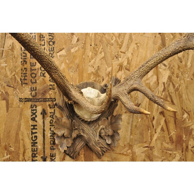 Brown Antique Black Forest Victorian Wall Mounted Taxidermy Large Deer Skull & Antlers For Sale - Image 8 of 17