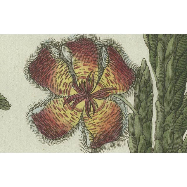 Bertuch, Carrion Flower and Mimosa, 1805, Engraving For Sale - Image 4 of 10
