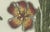 Bertuch, Carrion Flower and Mimosa, 1805, Engraving For Sale - Image 4 of 10