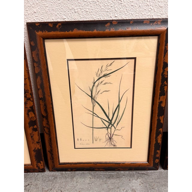 2020s Crate & Barrel Botanical Study Prints, Set of Three For Sale - Image 5 of 12