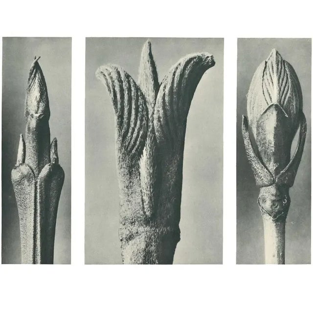 1920s 1928 Karl Blossfeldt Original Period Photogravure N10 For Sale - Image 5 of 6