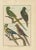 Bernard, Parakeets, 1792, Copper Engraving For Sale