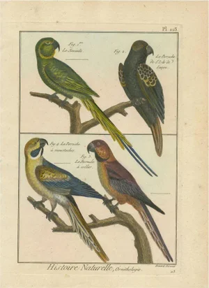 Bernard, Parakeets, 1792, Copper Engraving