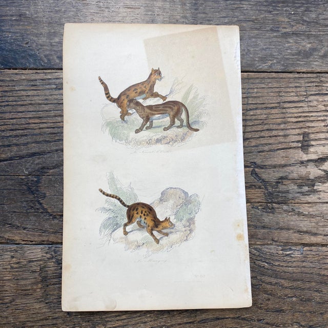 Super high quality in this lovely historical French 18th Century le margay "the margay" engraving! Signed V. Adam del and...