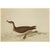 John James Audubon 1966 Vintage Cottage Print, "Manx Shearwater and Curlew Sandpiper" After John James Audubon For Sale - Image 4 of 7
