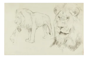 Foreground of a Lion - Original Pencil Drawing by Willy Lorenz - 1940s 1940s