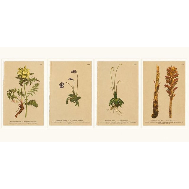 After Anton Hartinger, Alpine Botanical Plates, Small Chromolithographs, 1897, Set of 4 For Sale - Image 9 of 9