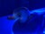 Mid-Century Murano Glass Ducks by Gino Mazzuccato - Uv Uranium & Cadmium Glow - Pair For Sale - Image 10 of 18