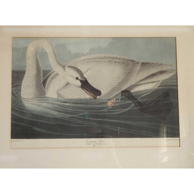 John James Audubon John James Audubon Art Print - Trumpeter Swan For Sale - Image 4 of 10