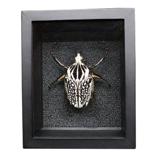 Framed Eastern Goliath Beetle Specimen in Glass Shadow Box For Sale