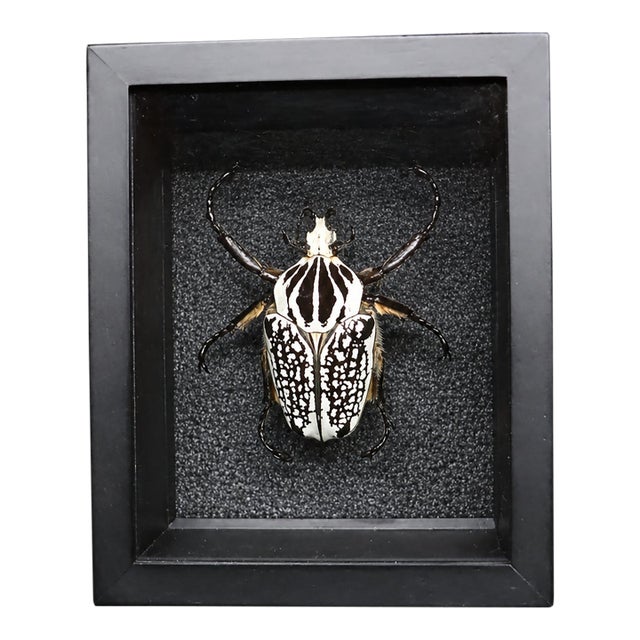 Framed Eastern Goliath Beetle Specimen in Glass Shadow Box For Sale