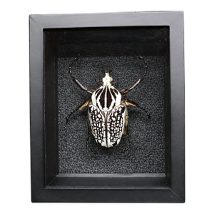 Framed Eastern Goliath Beetle Specimen in Glass Shadow Box