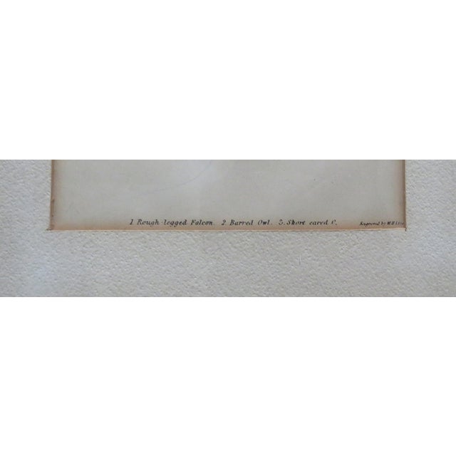 Farmhouse Set of 3 Alexander Wilson Owl Bird Engravings Framed 19th C. Antique For Sale - Image 3 of 8