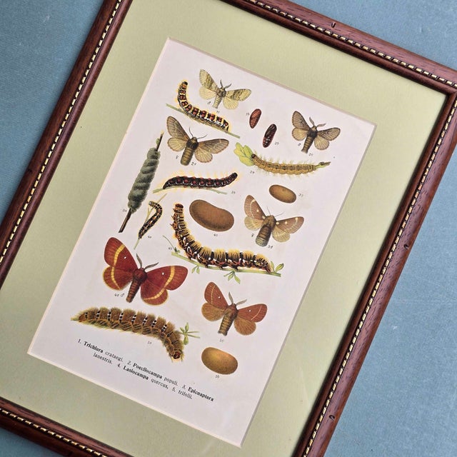 1910s Karl Eckstein, Lepidoptera, 1915, Lithographs, Framed, Set of 3 For Sale - Image 5 of 18