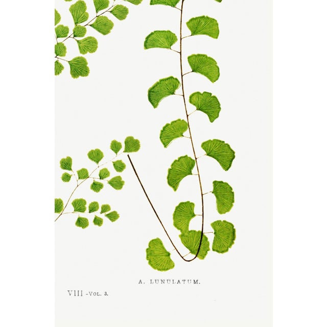 Paper Fern Art Print – Antique Maidenhair Botanical Illustration, 40" X 60" For Sale - Image 7 of 8