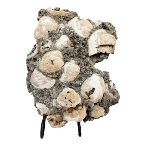 Large Fossilized Shell Cluster Mercenaria Permagna