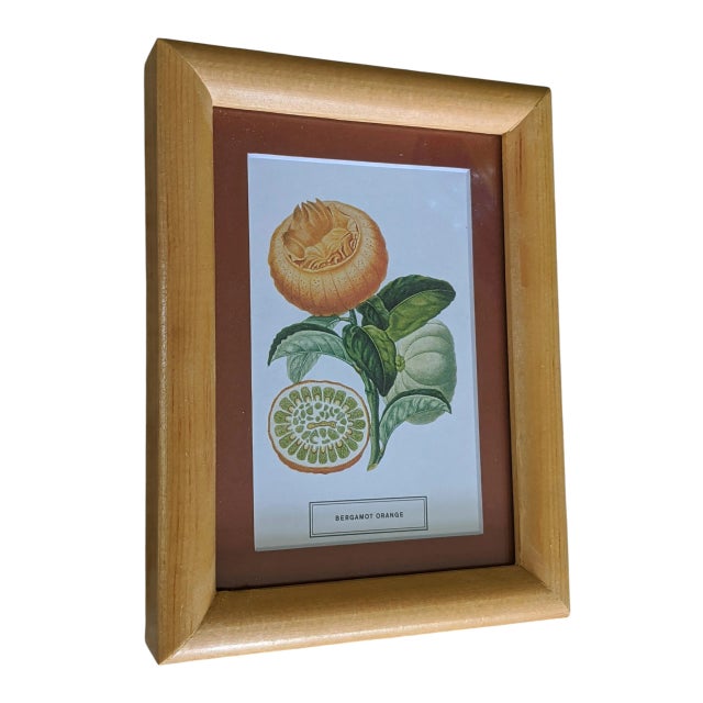 Shabby Chic Citrus Fruit Botanical Bookplate by Joseph Risso and Pierre Poiteau Framed For Sale - Image 3 of 7