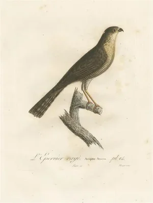 Louis Jean Pierre Vieillot, Sharp-Shinned Hawk Illustration, LEpervier rayé, Handcolored Print