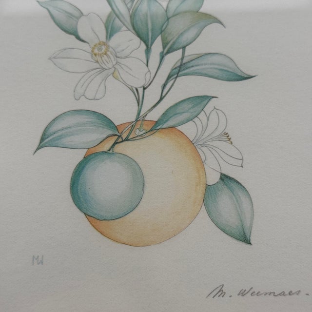 Gray Margot Weemaes 1981 Citrus Botanical Portfolio Print For Sale - Image 8 of 12