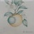 Gray Margot Weemaes 1981 Citrus Botanical Portfolio Print For Sale - Image 8 of 12