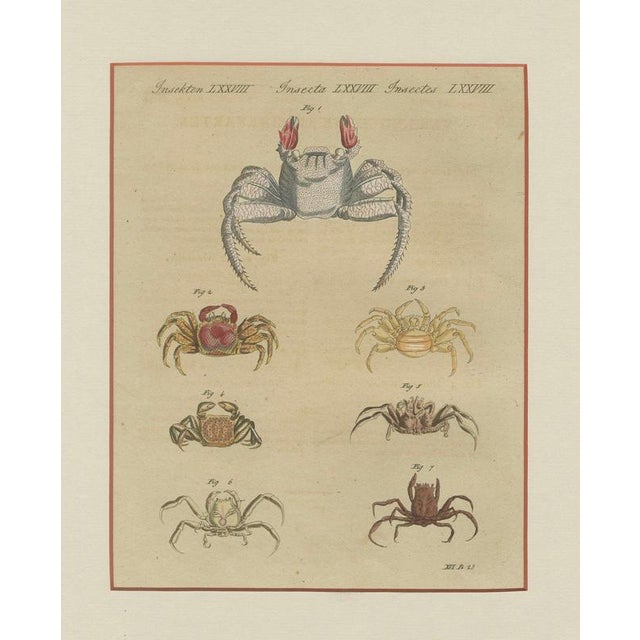 Bertuch, Exotic Crabs & Fiddler Crab, 1813, Engraving For Sale - Image 3 of 9