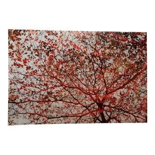 Large 40"x60" Autumn Tree Canopy Photo Print Fall Foliage Acrylic Wall Art Decor For Sale