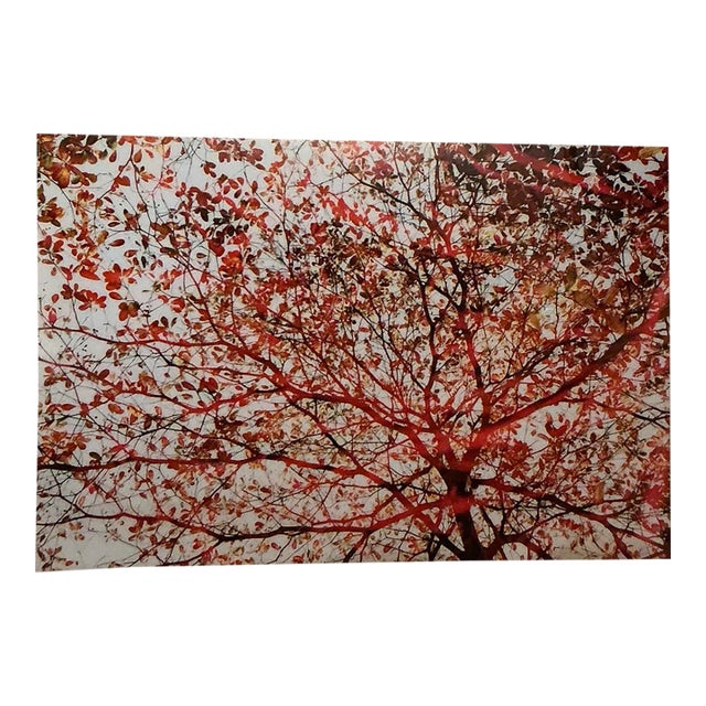 Large 40"x60" Autumn Tree Canopy Photo Print Fall Foliage Acrylic Wall Art Decor For Sale