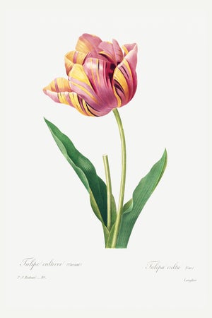 Tulip by Pierre-Joseph Redouté, Vintage Botanical Art Print, 16" X 24"