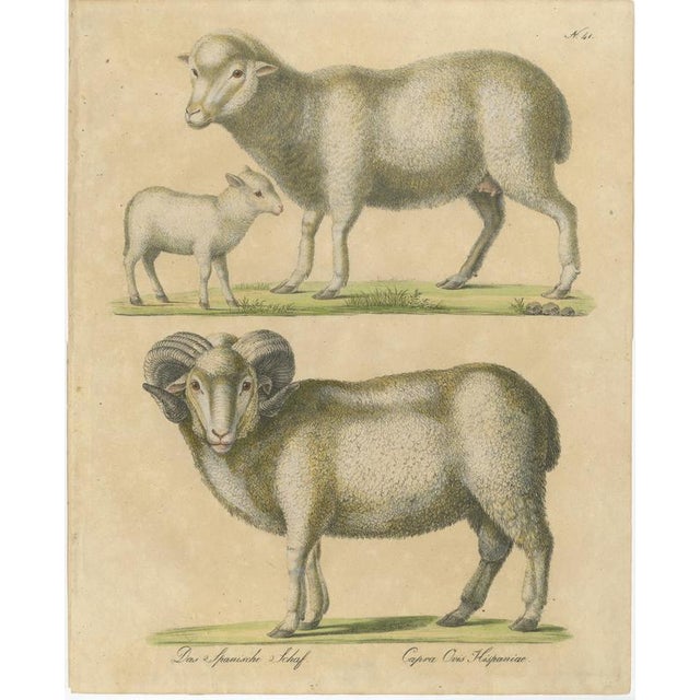 Brodtmann, Spanish Sheep, Ewe, Lamb & Ram, Lithograph, 1816 For Sale - Image 9 of 9