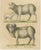 Brodtmann, Spanish Sheep, Ewe, Lamb & Ram, Lithograph, 1816 For Sale - Image 9 of 9