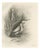 After Lilian Medland, Little Bittern, 1909, Print For Sale