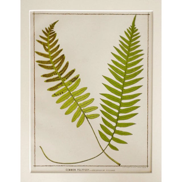 English Antique 1885 English Chromolithograph Ferns - a Pair For Sale - Image 3 of 6