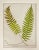 English Antique 1885 English Chromolithograph Ferns - a Pair For Sale - Image 3 of 6
