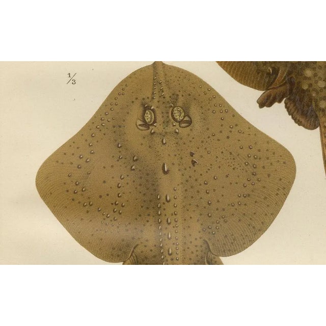 Late 19th Century W. v. Wright, Thornback and Starry Rays from Pisces Scandinaviae, 1895, Lithograph For Sale - Image 5 of 10
