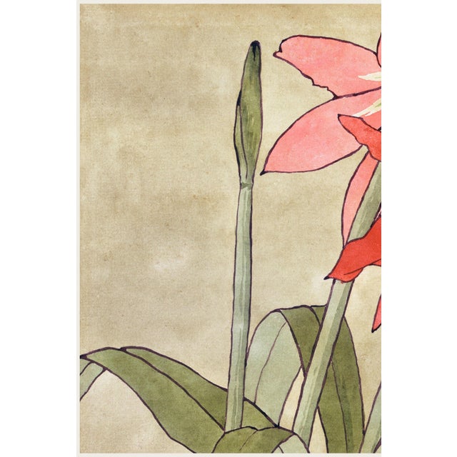 Not Yet Made - Made To Order 1915 Vintage Amaryllis Botanical Art Print by Hannah Borger Overbeck - 36" X 24" For Sale - Image 5 of 8