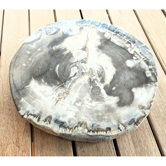 American Palecek Petrified Wood Slab For Sale - Image 3 of 11