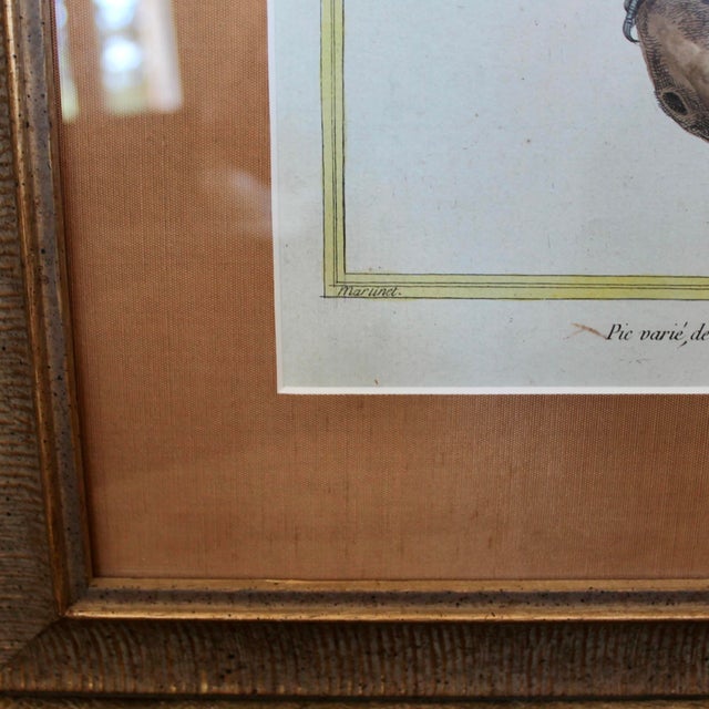 Birds: Antique Copperplate Engravings of by François Martinet - Set of Four For Sale - Image 12 of 14