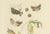 Paper Sepp & Brants, Dutch Plusia Moneta Moths, 1908, Paper, Set of 2 For Sale - Image 7 of 9