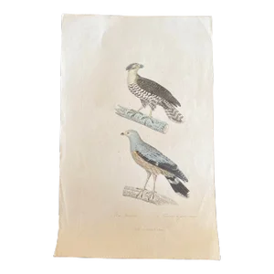 French Antique 18th Century “Publie Par Pourrat F. A Paris” Bird Engraving Hand Colored Artwork