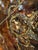 Vincent Payez Signed 1967 Torch Copper Wall Art, Brutalist Floral Repoussé Panel For Sale - Image 4 of 13