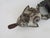 Mossi Mask from Burkina Faso, 1970s For Sale - Image 6 of 9