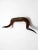 Antique Bull Horns Wall Mount For Sale - Image 4 of 13
