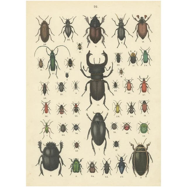 T Bromme, Beetles and Scarabs, 1865, Print For Sale