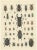 T Bromme, Beetles and Scarabs, 1865, Print For Sale