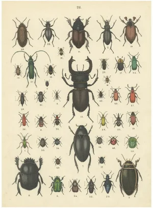 T Bromme, Beetles and Scarabs, 1865, Print